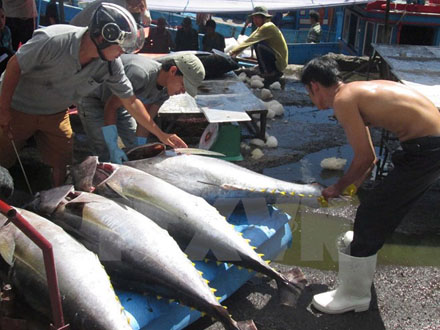 Thu mua cá ngừ đại dương tại cảng Hòn Rớ, Khánh Hòa.